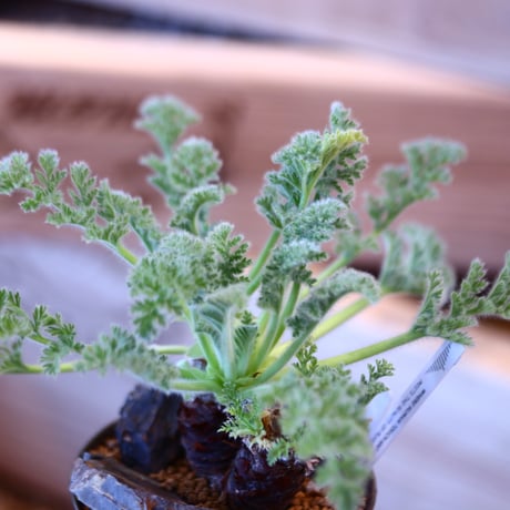 Pelargonium appendiculatum × たけろうポット    no.107108