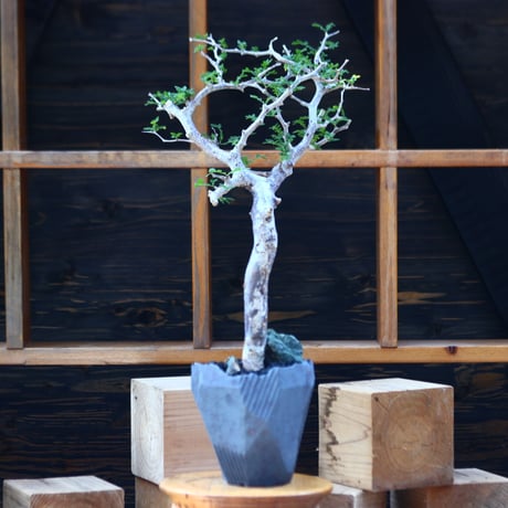 コミフォラ モンストローサ／Commiphora monstrosa   no.100353