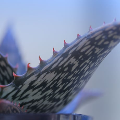 アロエ  ソマリエンシス  Aloe somaliensis     no.20706