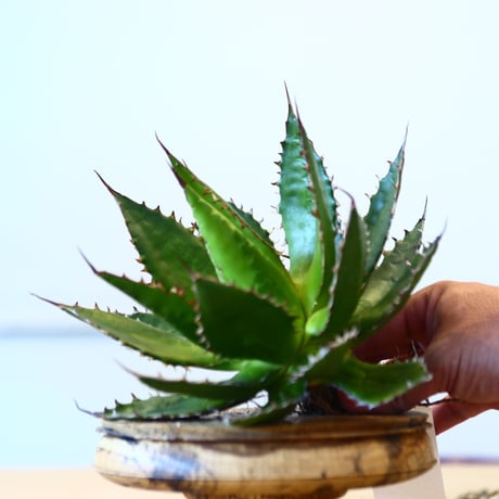 Agave horrida / Style of Chika   no.1015/32