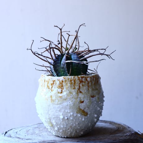 ユーフォルビア  バリダ    Euphorbia valida     no.11923