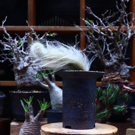 ヒルデウィンテラ | STORES