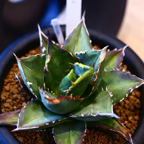 'ハルコイ´セット (N/OH × Agave titanota "FO-076)  no.30351