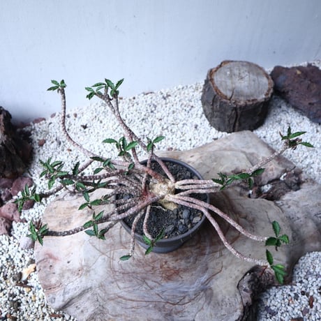 ユーフォルビア デカリー   Euphorbia decaryi   no.112408