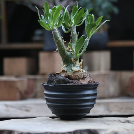 チレコドン パニクラータ／Tylecodon paniculatus   no.103074
