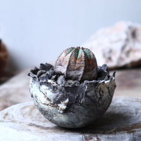 ユーフォルビア  オベサ 　Euphorbia obesa　no.91513
