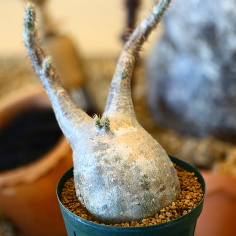 Pachypodium gracilius   no.32411