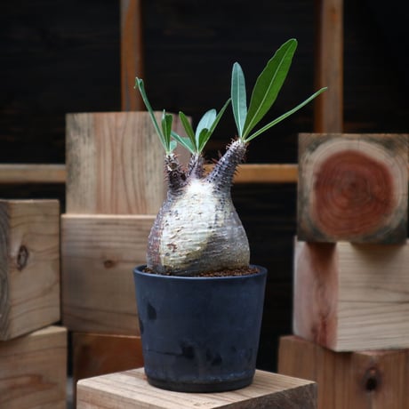 パキポディウム  グラキリス／Pachypodium  gracilius   no.90454