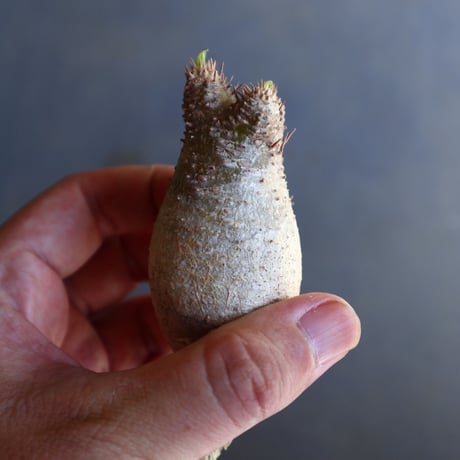 パキポディウム グラキリス 抜苗  Pachypodium rosulatum var. gracilius no.100608