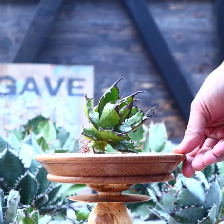 アガベ ホリダ    Agave horrida     no.103-48