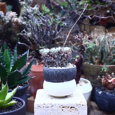 ダドレア グリーニー Dudleya greenei  no.42519