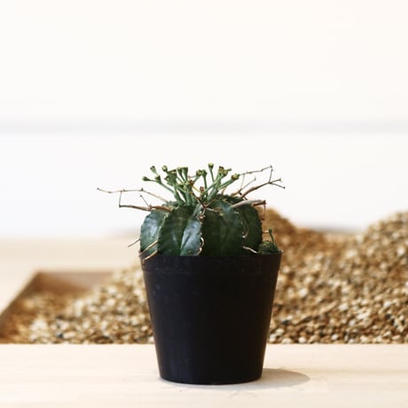 ユーフォルビア  バリダ / Euphorbia valida    no.41613