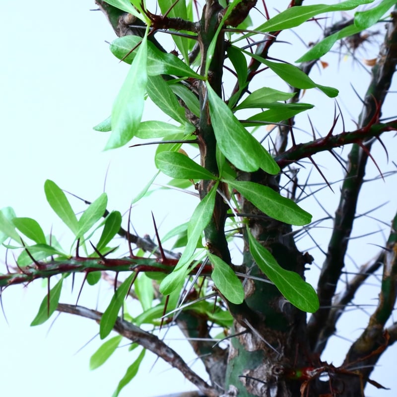 フォークイエリア プルプシー × ファシクラータ Fouquieria purp