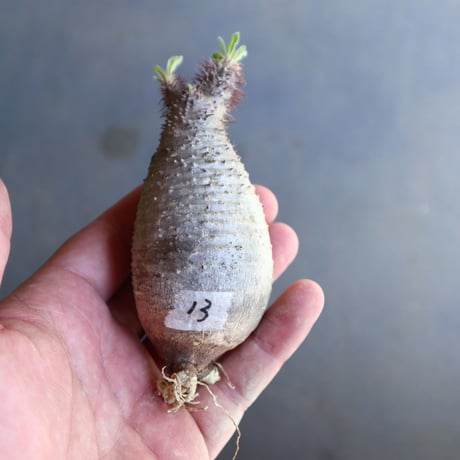 パキポディウム グラキリス 抜苗  Pachypodium rosulatum var. gracilius no.100613