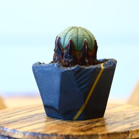 N/OH × Euphorbia obesa    no.61803