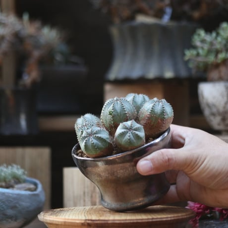 ユーフォルビア  オベサ hyb. ／Euphorbia obesa  hyb.    no.110603