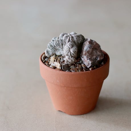 Astrophytum myriostigma f. crist. × YAMABACHI (3号)  no.104/28