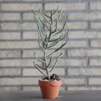 Euphorbia  enterophora ssp. enterophora  (エンテロフォラシルバー)/ Madagascar / T.W. × YAMABACHI (3号) no.329/42