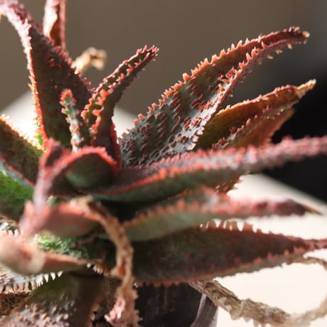 Aloe ‘Chiristmas Carol’ × YAMABACHI var.六本芽　 no.914-28