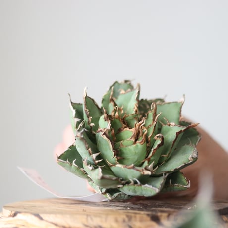 Agave titanota filigree Devil/ Style of Chika　no.42128