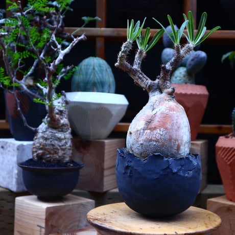 パキポディウム  グラキリス／Pachypodium  gracilius    no.71815