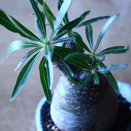 パキポディウム グラキリス   Pachypodium rosulatum var. gracilius no.705-13
