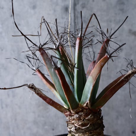 レウクテンベルギア  晃山    Leuchtenbergia principis  no.007