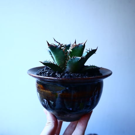アガベ チタノタ レッドキャットウィールズ  Agave titanota"Red Catweezle”   no.30103