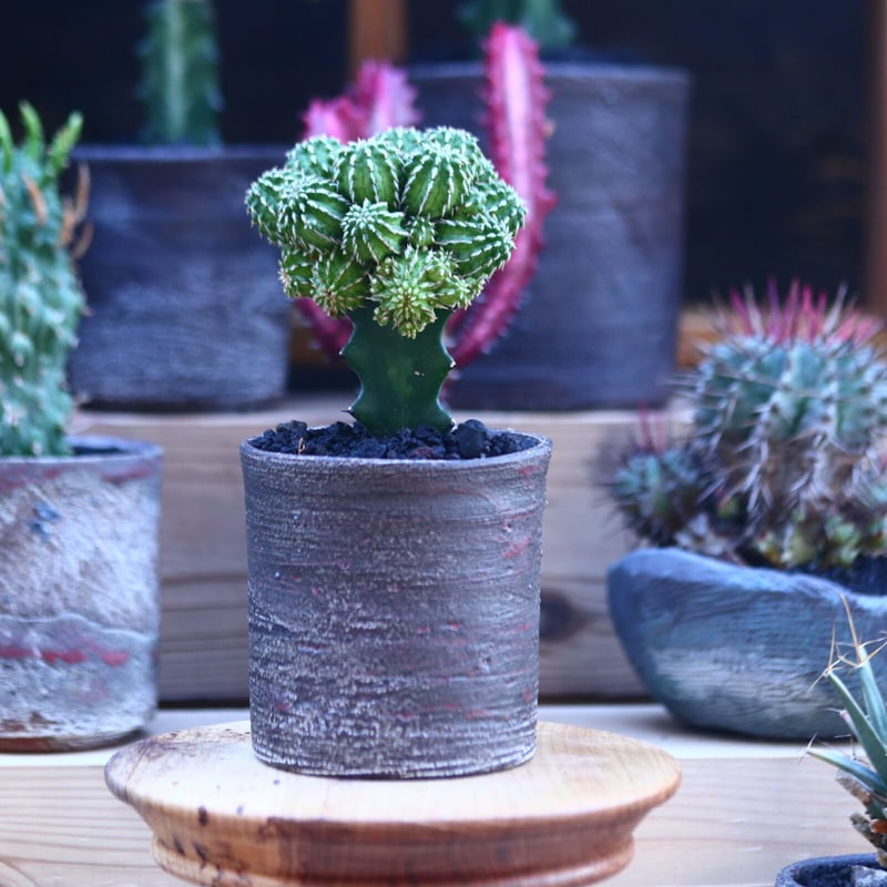 ユーフォルビア セプルタ 接木 Euphorbia sepulta no.32103 |