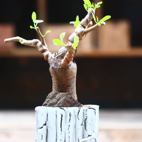 ブルセラ ファガロイデス / Bursera fagaroides / 発根済み　no.40205