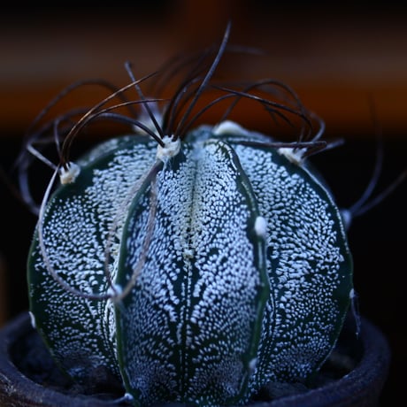 アストロフィツム 特白瑞鳳玉／Astrophytum capricorne var.niveum   no.13041