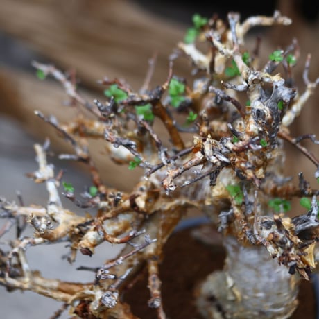 コミフォラ   ストックシアナ / Commiphora stocksiana / 発根済み　  no.30520