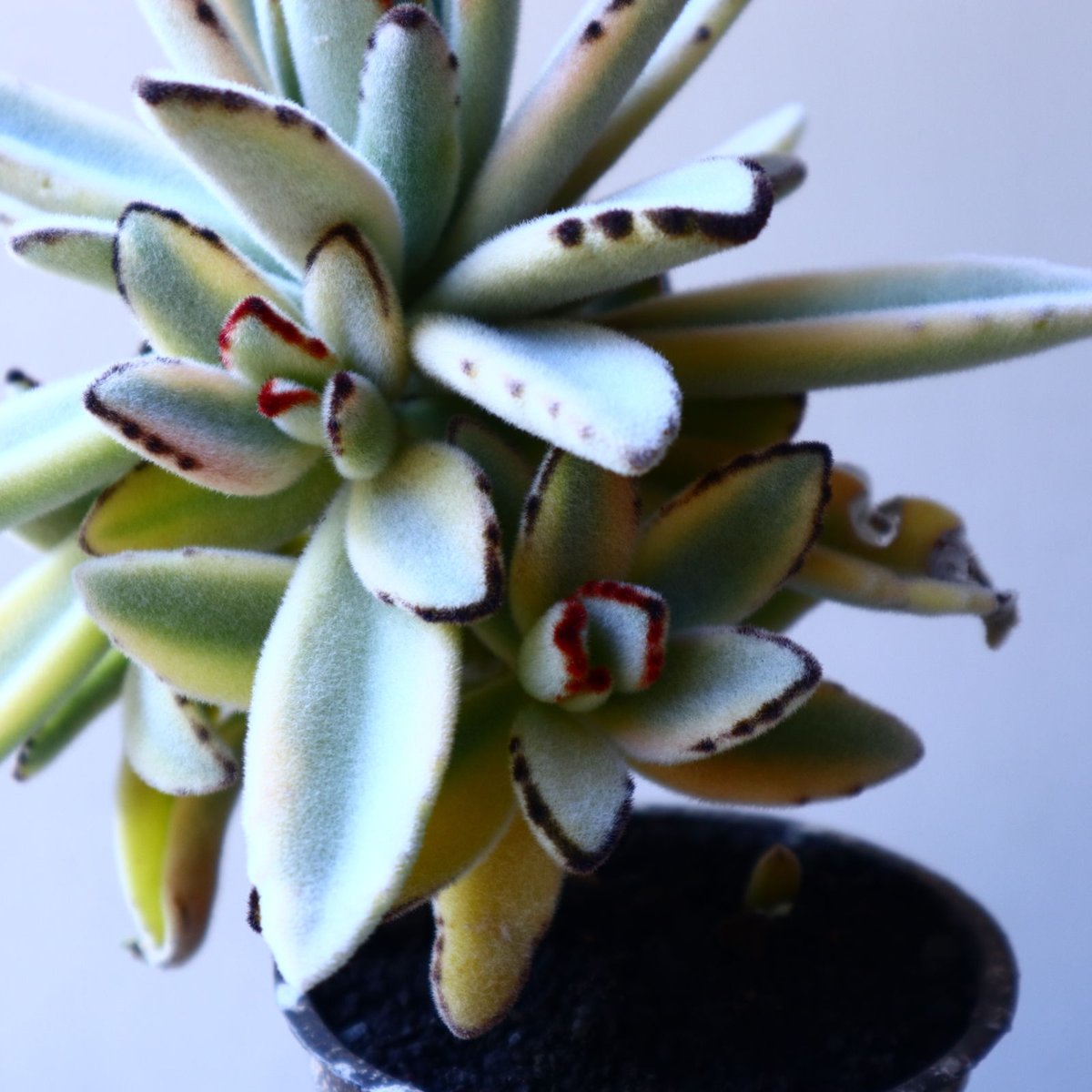 カランコエトメントーサ ハイブリッド ステファン苗ナピリ＆アプカントリーマウイ 観葉植物 カランコエトメントーサ ハイブリッド ステファン苗ナピリ