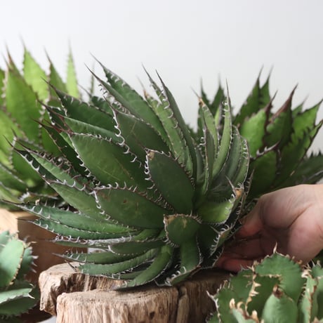 U.S. horrida -By the way (Agave horrida) / Style of Chika　no.1206-48