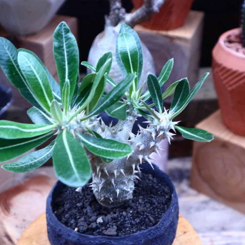 パキポディウム ロスラーツム 実生/Pachypodium rosulatum no. パキポディウム ロスラーツム 実生/Pachypodium rosulatum no.