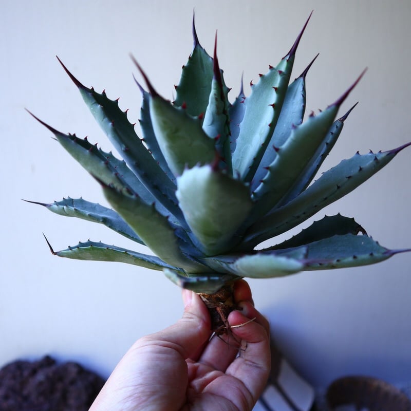 3鉢 アガベ シャークスキン ニグラ 八荒雷神 怪獣 イシスメンシス 特価 3鉢 アガベ シャークスキン ニグラ 八荒雷神 怪獣