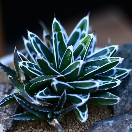 アガベ 笹の雪／Agave victoriae reginae   no.13062
