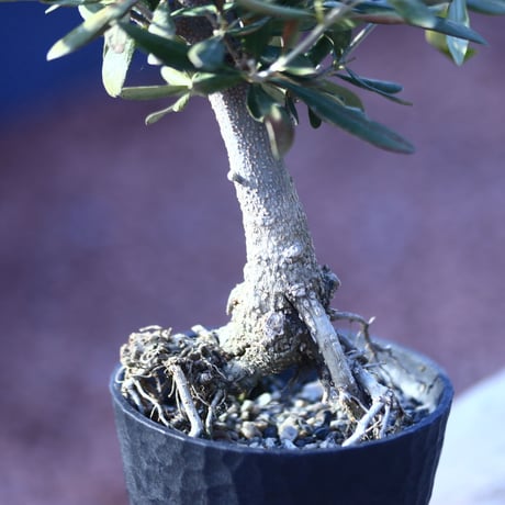 オリーブ　Olea europaea　 no.21407-2