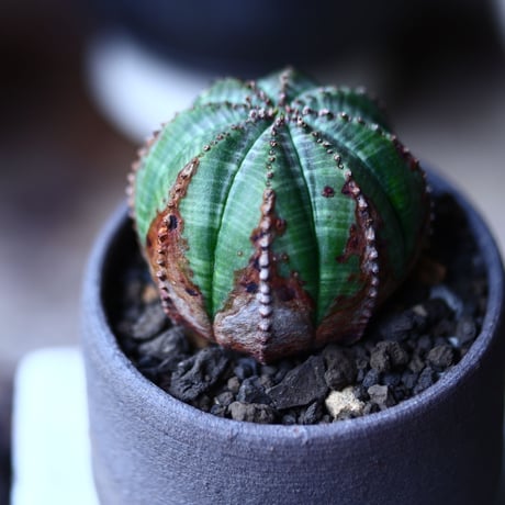 ユーフォルビア  オベサ    Euphorbia obesa　no.71924