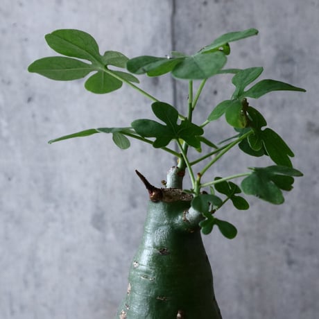アデニア   グラウカ    Adenia glauca   no.018
