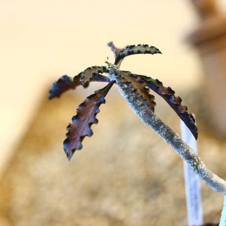Euphorbia ambovombensis × YAMABACHI var. takero pot  no.11432