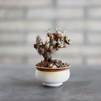 N/OH 鉢 MARBLE NOHBLE 証明書付き CATEGORY 2025/2/2 20:00~ | 芽の巣山