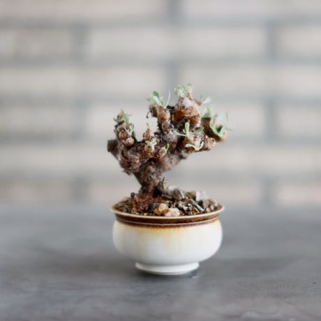 早い者勝ち特価！ 長期管理 現地球 ケラリア ピグマエア 中川智治 作家鉢 CATEGORY 2025/10/11 20:00~ | 芽の巣山