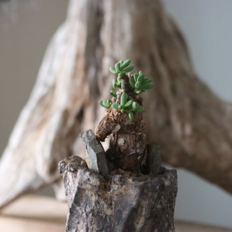 Ceraria pygmaea × Fumio Kadoya / PLANETX 　no.63010