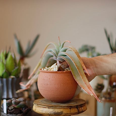 Aloe suprafoliata × N/OH (4.5号)  no.1214/25