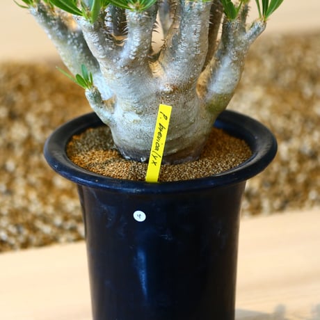 パキポディウム ブレビカリックス / Pachypodium densiflorum var. brevicalyx      no.41604