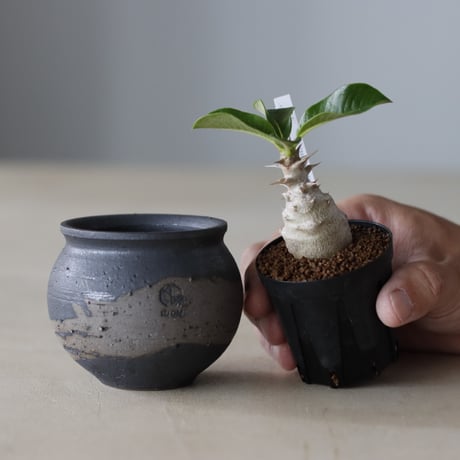 N/OH 植え替えセット / P. windsorii / 2号  no.810-34