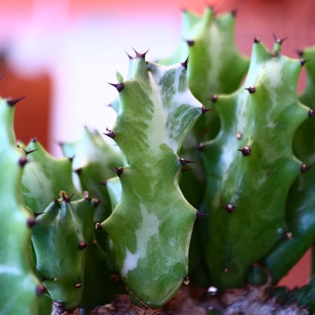 Euphorbia triangularis × N/OH    no.111927