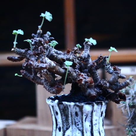 ぺラルゴ二ウム   エキナツム／Pelargonium  lechinatum   no.111449