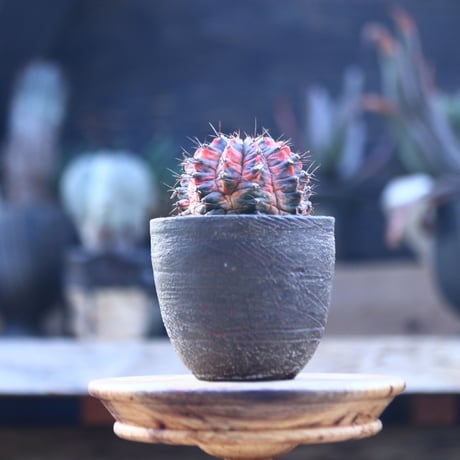 ギムノカリキウム   緋牡丹錦  接木     Gymnocalycium friedrichii f. variegata   no.22819